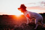 cute small jack russell terrier dog on a rock at sunset. Wearing a funny lion king costume on head. Pets outdoors and humor