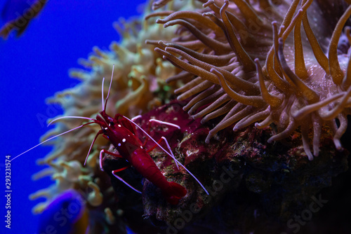 Lysmata debelius cleaner shrimp ocean life nature close up wild anemones aquarium hobby photo