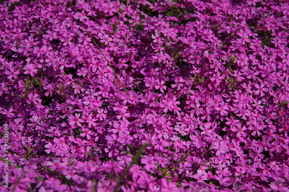 Garden. Flowers and trees