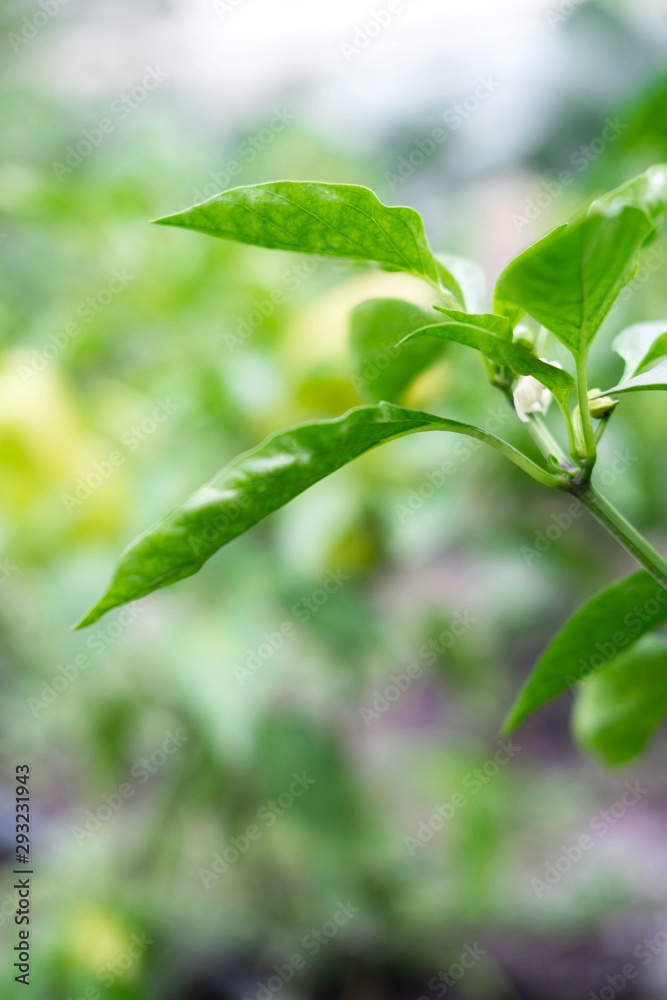 Leaves from a bush of green sweet pepper with a place for an inscription. Home farming. Background with vegetation Leaves from a bush of green sweet pepper with a place for an inscription. Home farming. Background with vegetation