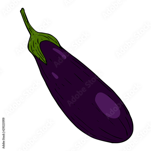 Aubergine, or nightshade nightskin in color sketch black line isolated on white background