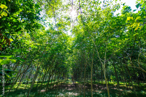 Para rubber plantation tree tropical green forest