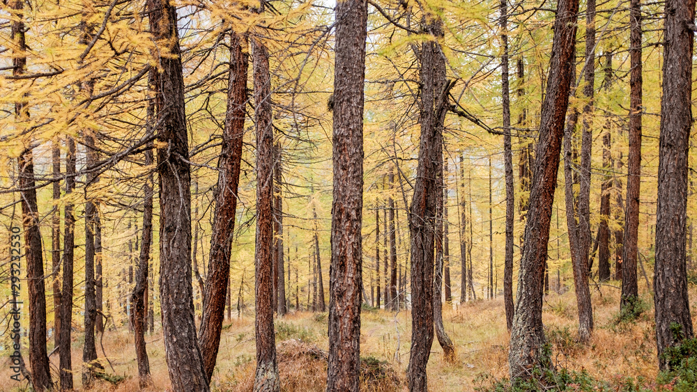 Fototapeta premium Forest of larch trees during autumn