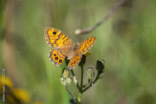 Closeup of a butterfly sitting on a flower, closeup © nikolas