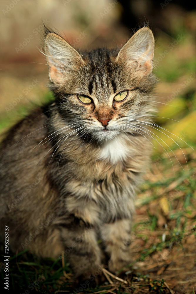 portrait of fluffy wild cat