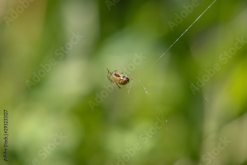 Closeup of a spider crawling on a spider web, closeup