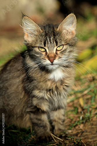 Wallpaper Mural portrait of fluffy wild cat Torontodigital.ca