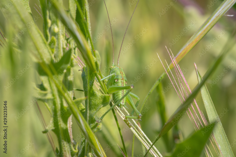 Closeup of a large grasshopper sitting seated in grass, closeup Closeup of a large grasshopper sitting seated in grass, closeup