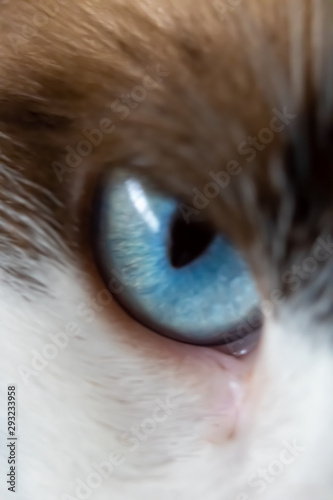 ojo azulado de gato