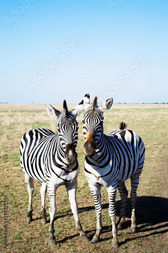 Two beautiful zebras in wild steppe. Safari in the desert national bio Askania Nova  Ukraine.