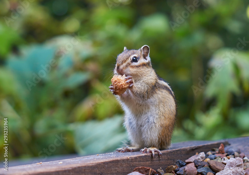 Beautiful chipmunk living in the forest
