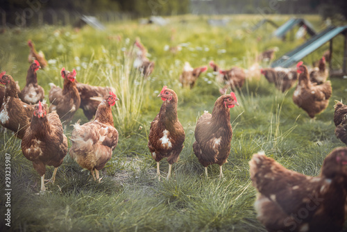 A huge flock of brown chickens roam freely in a lush green paddock