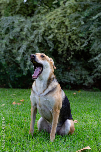 Dog sitting in the grass looking to the side with a yawn and a large bush in the background