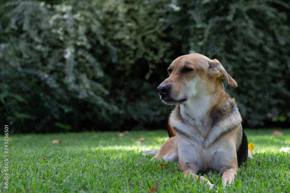 Front view of dog lying in  the green grass looking forward and to the side with a large green bush is the background