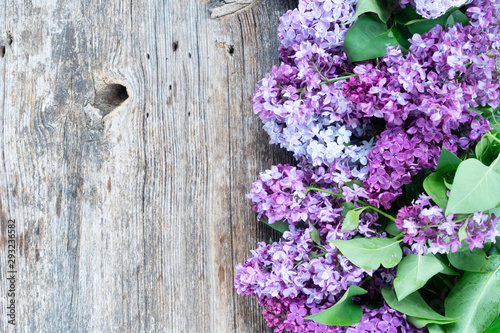 Fresh lilac flowers