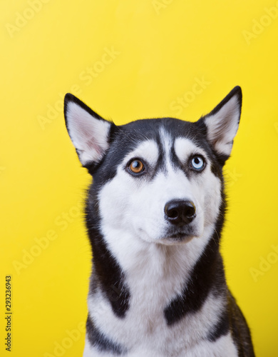 Siberian husky dog withfunny muzzle over a yellow studio background, concept of dog emotions photo