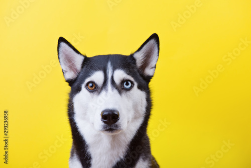 Funny siberian husky dog with bi-eyed look at camera on a yellow studio background  concept of dog emotions