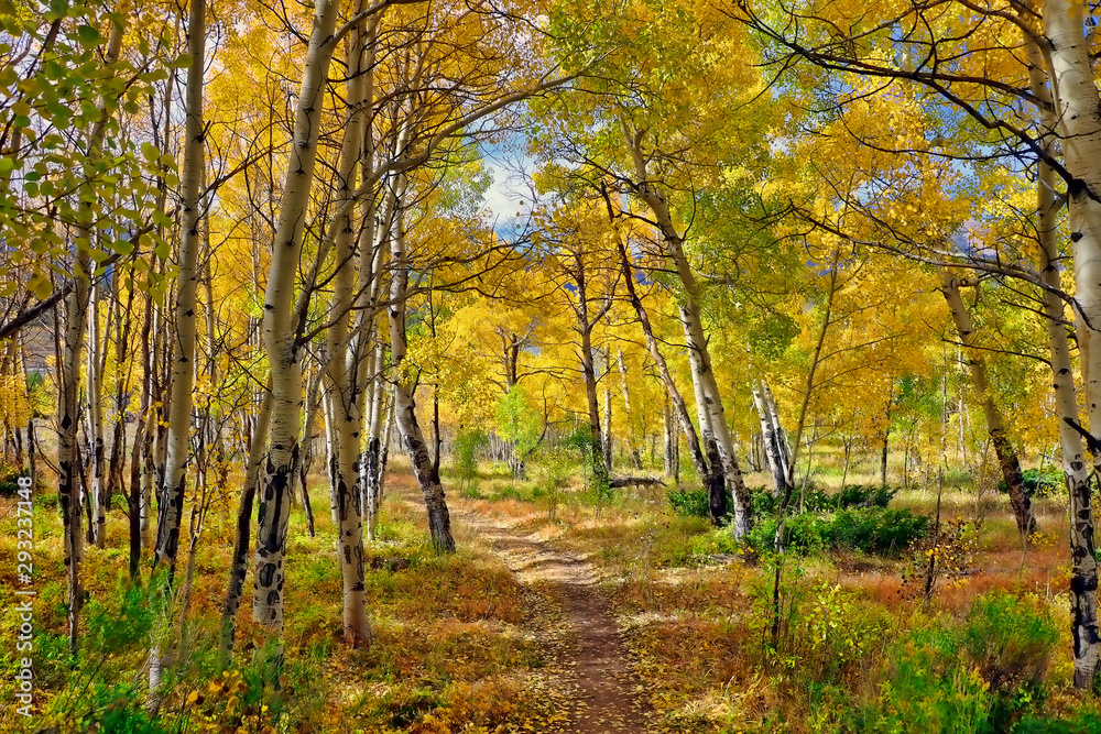 Grove of golden aspens in the fall in Summit County, Colorado