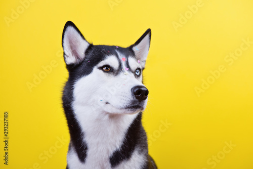 Seriously husky dog is amusingly angered by squinting his eyes under the scattering of festive confetti on the yellow studio background. concept of canine emotions