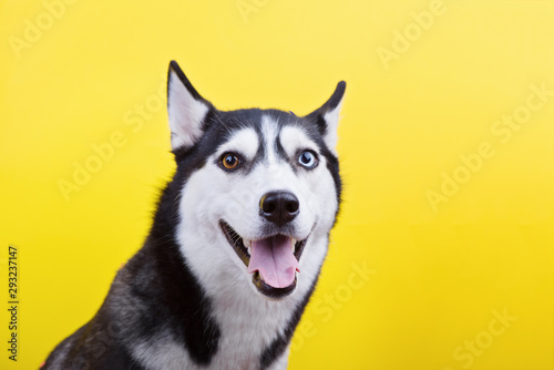 Cute bi-eyed husky dog smiling in studio on the yellow background  concept of dog emotions