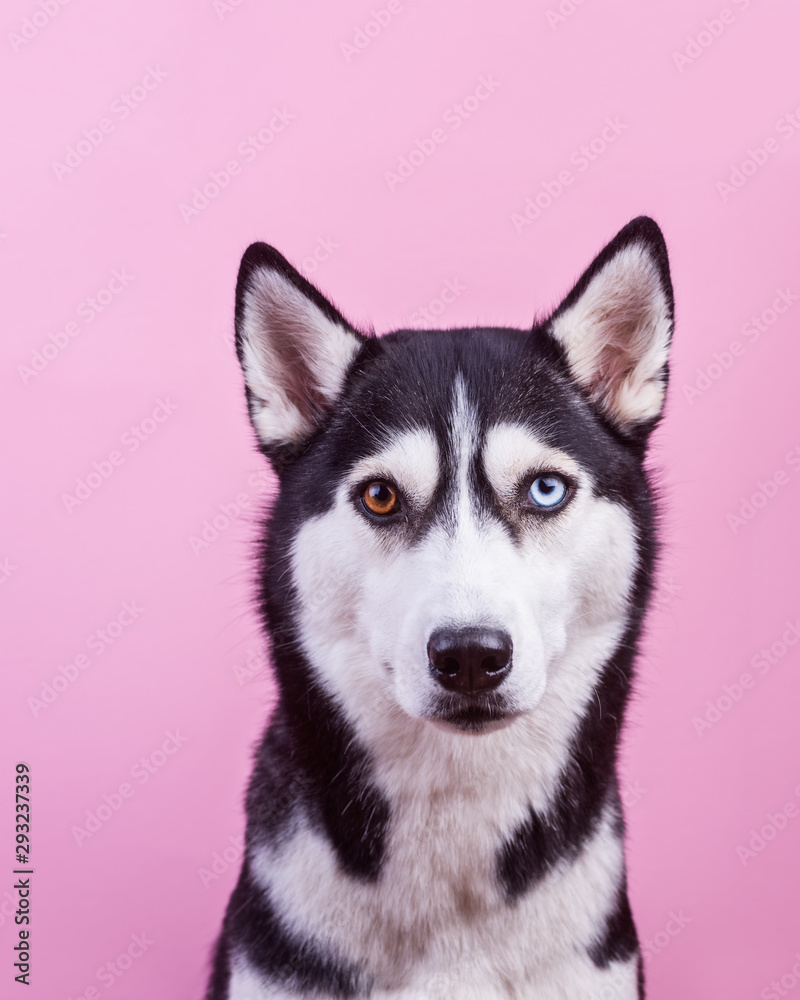 Funny bi-eyed husky dog looking at camera, magenta studio background, concept of dog emotions