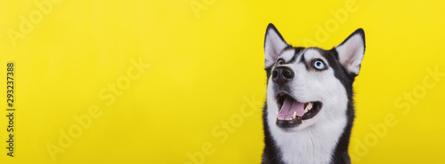 Cute bi-eyed husky dog wait dog treats on the yellow background. Smiling dog is wait for food.