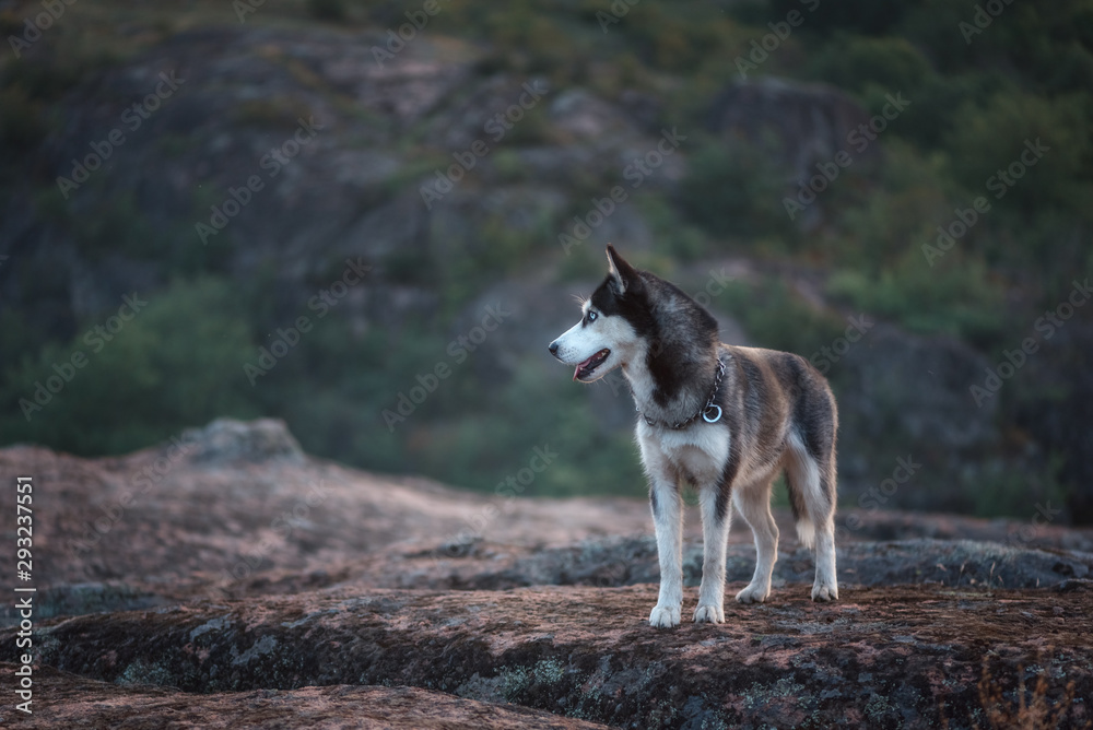 Husky dog on a background of canyon