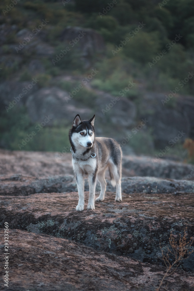 Husky dog on a background of canyon