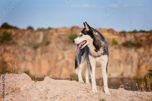 Husky dog on a background of canyon © iwavephoto