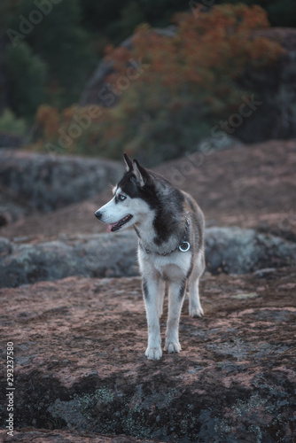 Husky dog over mountain  rock and hills 