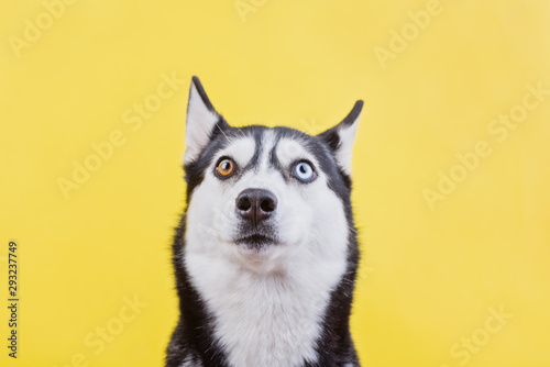 Photography Surprised husky dog on a yellow studio background, the concept of dog emotions