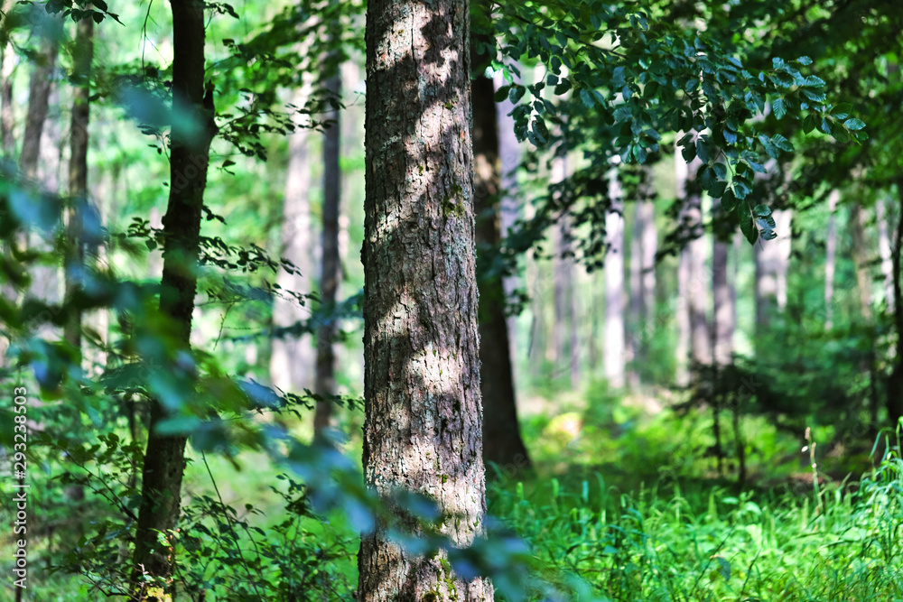 forest scape in the summer forest scape in the summer