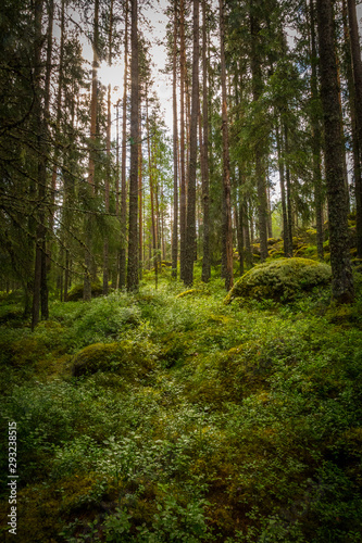 Waldlichtung in Schweden