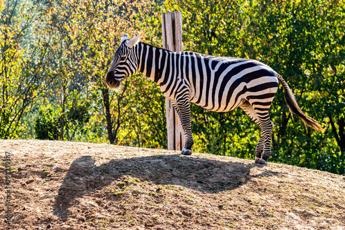 standing zebra in a zoo