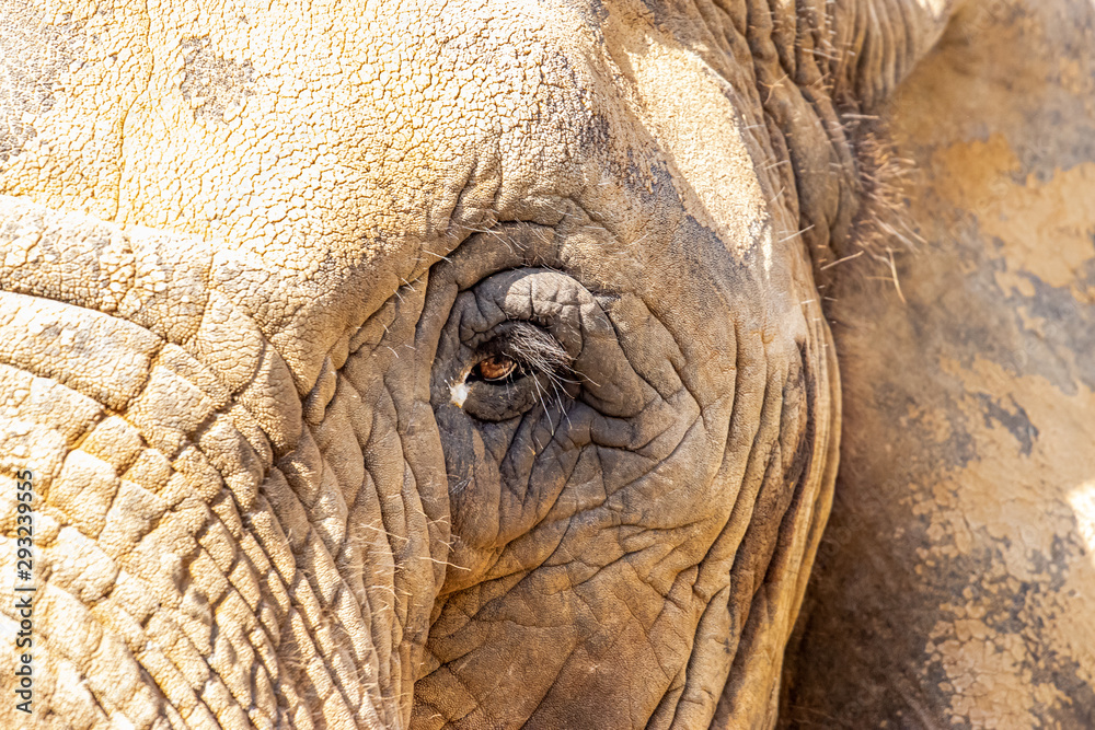 elephant eye with tears close view elephant eye with tears close view