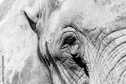 elephant eye with tears close view