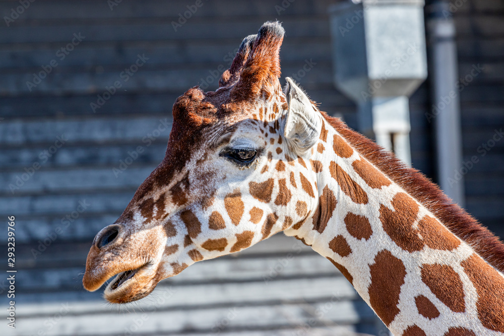 Fototapeta premium brown and white giraffe in zoo, close look