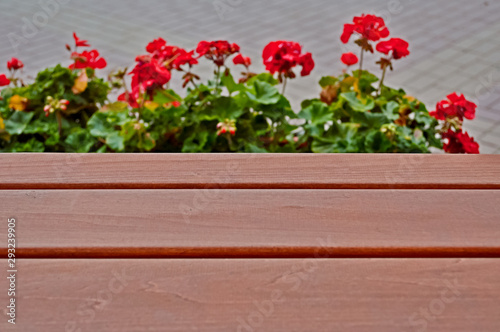 Empty field-wooden planks  and flowers Pelargonium  Geranium