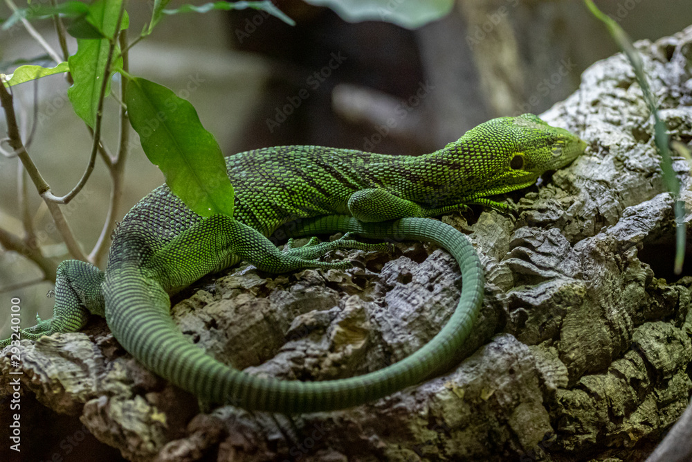 Fototapeta premium lizard resting on a branch
