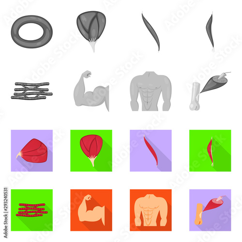 Vector illustration of fiber and muscular icon. Set of fiber and body stock symbol for web.