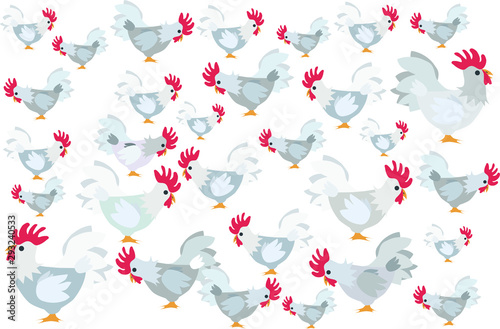 Rooster eats bait at chicken farm