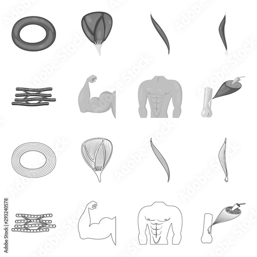 Vector design of fiber and muscular sign. Collection of fiber and body stock symbol for web.