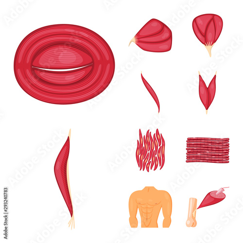 Isolated object of muscle and cells symbol. Collection of muscle and anatomy stock vector illustration.
