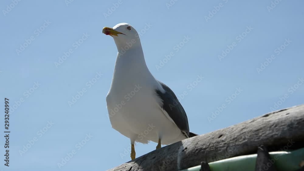 A closeup of a seagull standing on two feet on a sunny day in Essaouira, Morocco. A closeup of a seagull standing on two feet on a sunny day in Essaouira, Morocco.