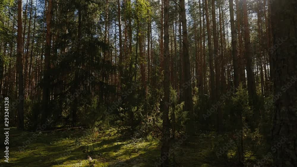 A beautiful natural landscape with green pine trees, moss and a lot of sunlight. A beautiful natural landscape with green pine trees, moss and a lot of sunlight.