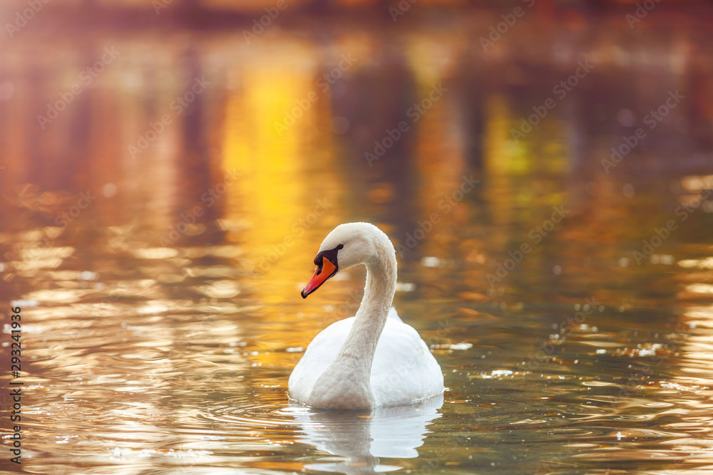 Naklejka premium White swan in profile on the water surface of the lake, in autumn colors. Beautiful reflections and glare of sunlight on the water
