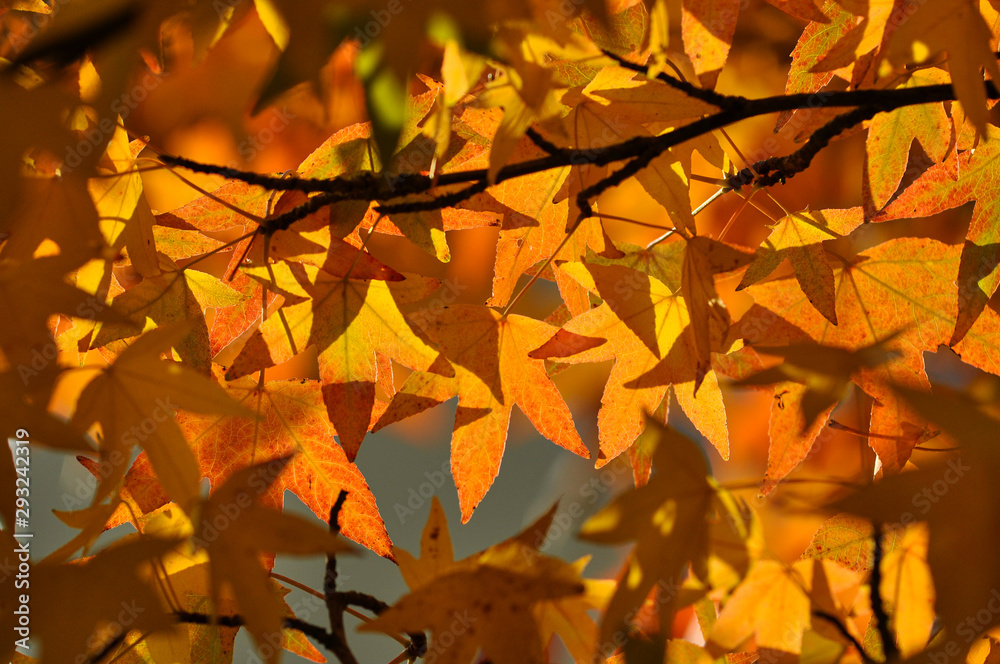 Ahornblätter gelb orange im Gegenlicht Herbst Hintergrund Struktur Sonnenlicht Ast Baum Farbenspiel Sauerland Park Deutschland Jahreszeiten Indian Summer Laubfärbung Wärme Kraft Wandel Alter golden Ahornblätter gelb orange im Gegenlicht Herbst Hintergrund Struktur Sonnenlicht Ast Baum Farbenspiel Sauerland Park Deutschland Jahreszeiten Indian Summer Laubfärbung Wärme Kraft Wandel Alter golden