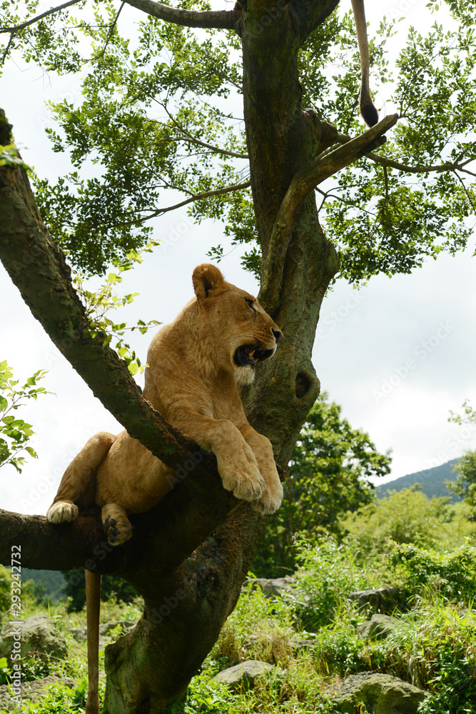 Obraz premium A lion on the tree