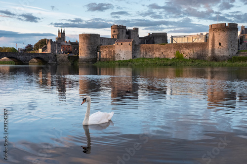 Swan on the Shannon river with King John's castle in the background. Limerick, Ireland. May, 2019