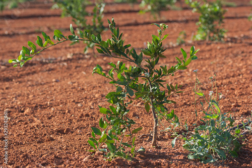 A few years old orange tree